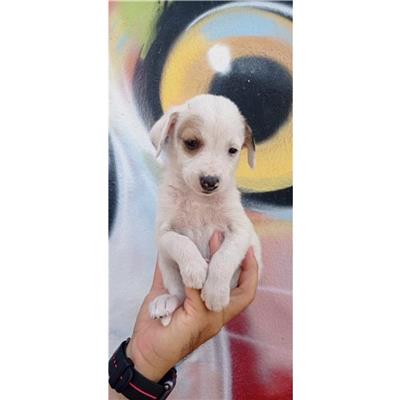 QUARTU SANT'ELENA - Cane - Microchip 380260004626169
