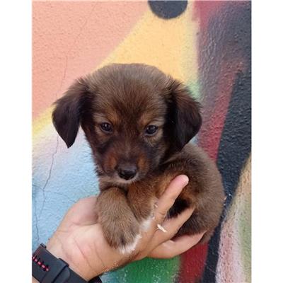QUARTU SANT'ELENA - Cane - Microchip 380260004626167