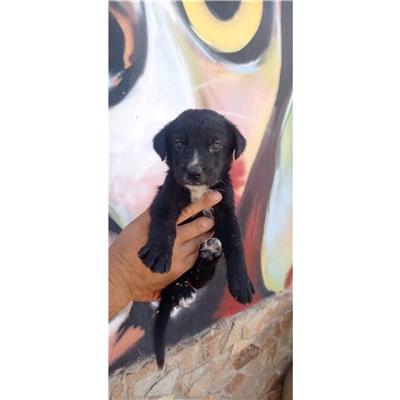 SELARGIUS - Cane - Microchip 380260004626154