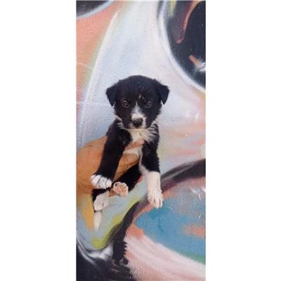 SELARGIUS - Cane - Microchip 380260004584975
