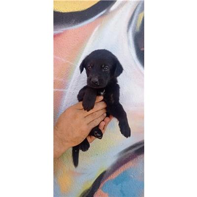 SELARGIUS - Cane - Microchip 380260004584974