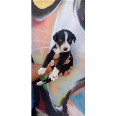 SELARGIUS - Cane - Microchip 380260004584970