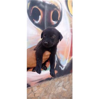 SELARGIUS - Cane - Microchip 380260004626153