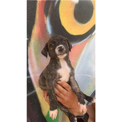 SELARGIUS - Cane - Microchip 380260004626151