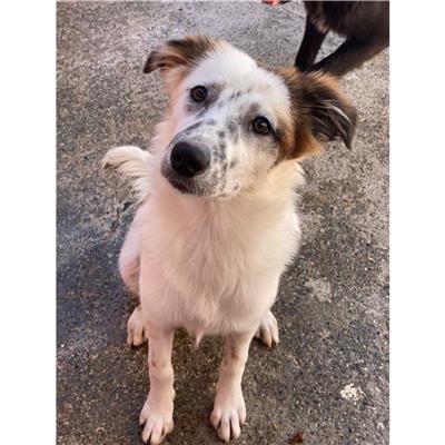 MONASTIR - Cane - Microchip 380260004626162