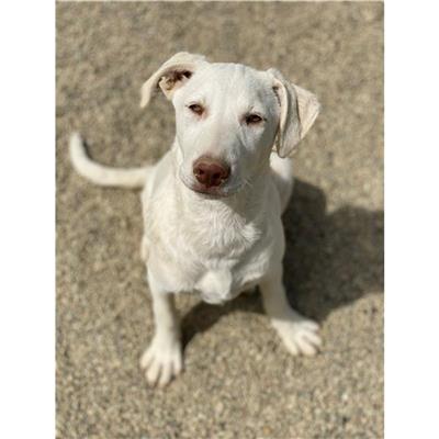 SETTIMO S.PIETRO - Cane - Microchip 380260044296082
