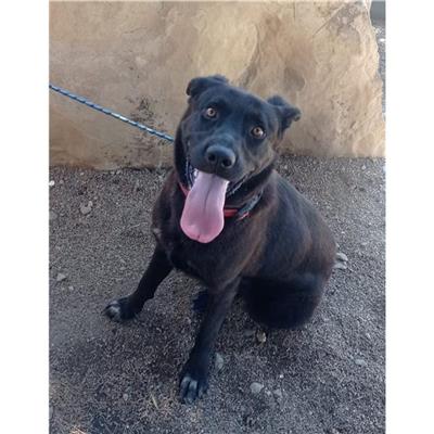 QUARTU SANT'ELENA - Cane - Microchip 380260004626166