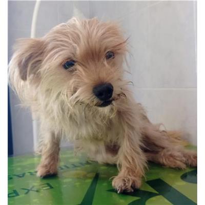 QUARTU SANT'ELENA - Cane - Microchip 380260004626152