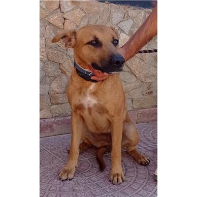 QUARTU SANT'ELENA - Cane - Microchip 380260004626158