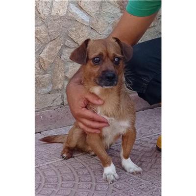 QUARTU SANT'ELENA - Cane - Microchip 380260004626156