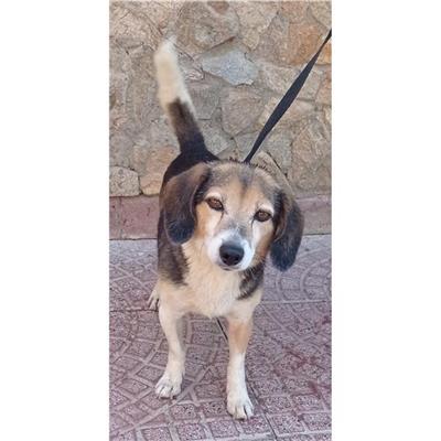QUARTU SANT'ELENA - Cane - Microchip 380260004627289