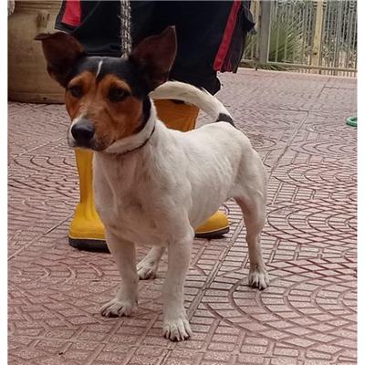 QUARTU SANT'ELENA - Cane - Microchip 380260004627279