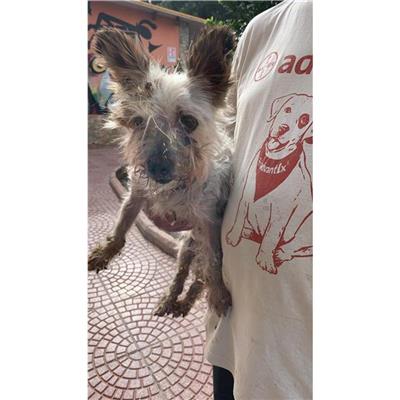 SELARGIUS - Cane - Microchip 380260004627275