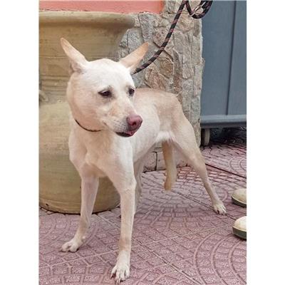 SELARGIUS - Cane - Microchip 380260004627302