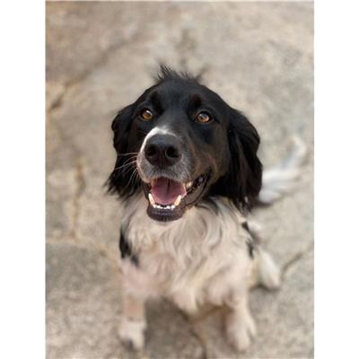 DOLIANOVA - Cane - Microchip 380260004627301