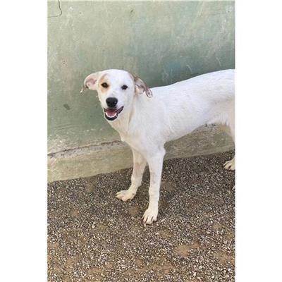 QUARTU SANT'ELENA - Cane - Microchip 380260004813799