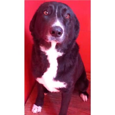 DOLIANOVA - Cane - Microchip 380260004813804