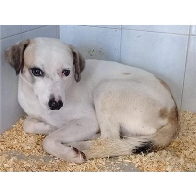 QUARTU SANT'ELENA - Cane - Microchip 380260004813726