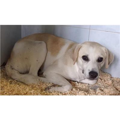 QUARTU SANT'ELENA - Cane - Microchip 380260004813664