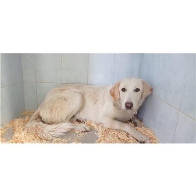 QUARTU SANT'ELENA - Cane - Microchip 380260004821235