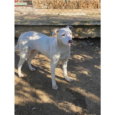 MONSERRATO - Cane - Microchip 380260004811846