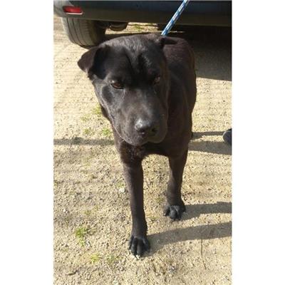 QUARTU SANT'ELENA - Cane - Microchip 380260004811839