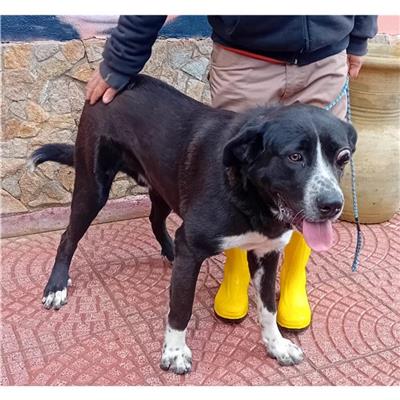 MONASTIR - Cane - Microchip 380260004821345