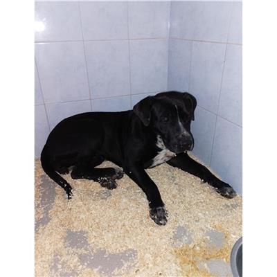 SOLEMINIS - Cane - Microchip 380260004821146