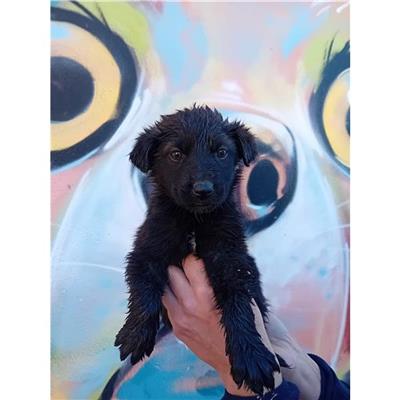 SELARGIUS - Cane - Microchip 380260004821720