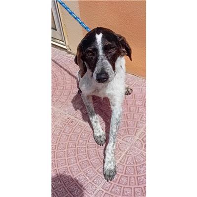 DOLIANOVA - Cane - Microchip 380260004823154