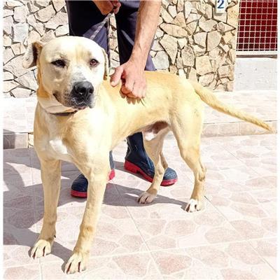 MONASTIR - Cane - Microchip 380260004821138