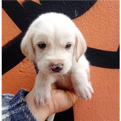 VILLASIMIUS - Cane - Microchip 380260004824970