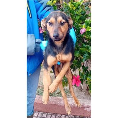 GONI - Cane - Microchip 380260004821379