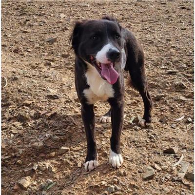 QUARTU SANT'ELENA - Cane - Microchip 380260004812359