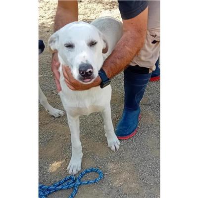 QUARTU SANT'ELENA - Cane - Microchip 380260004814722