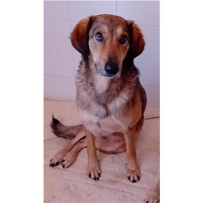 SINNAI - Cane - Microchip 380260004811318