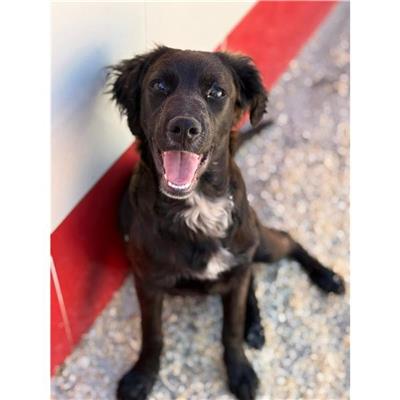 SELARGIUS - Cane - Microchip 380260004815525