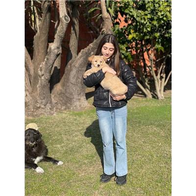 SELARGIUS - Cane - Microchip 380260004815537