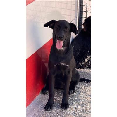 SELARGIUS - Cane - Microchip 380260004815530