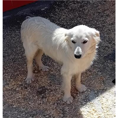 SELARGIUS - Cane - Microchip 380260170388255