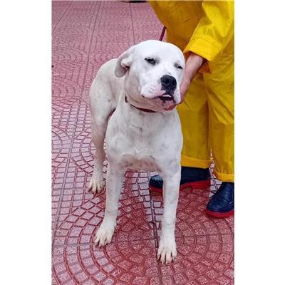 SELARGIUS - Cane - Microchip 380260170388245