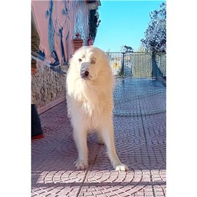 SINNAI - Cane - Microchip 380260170388242