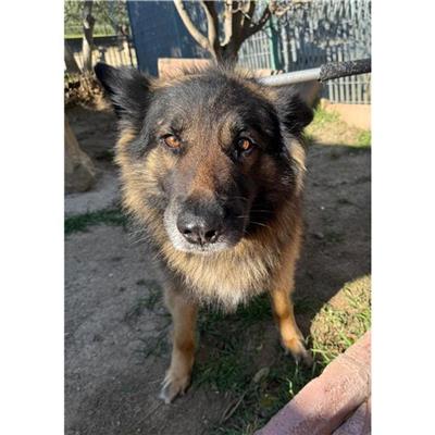 QUARTU SANT'ELENA - Cane - Microchip 380260170388248