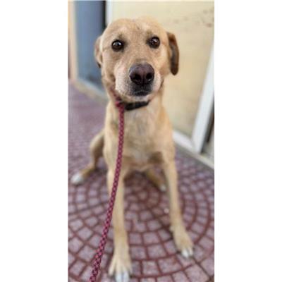 QUARTU SANT'ELENA - Cane - Microchip 380260043057562