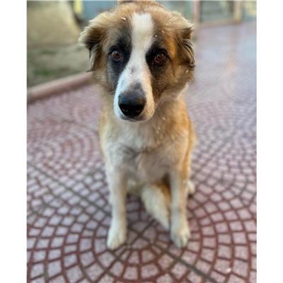 QUARTU SANT'ELENA - Cane - Microchip 380260043392708