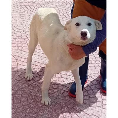 DOLIANOVA - Cane - Microchip 380260170399939