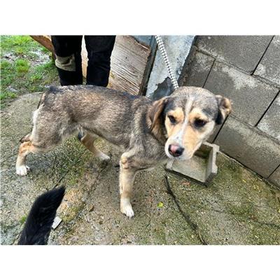 SELARGIUS - Cane - Microchip 380260004627936