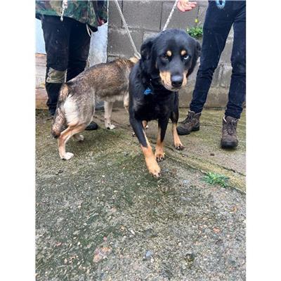 SELARGIUS - Cane - Microchip 380260004627932