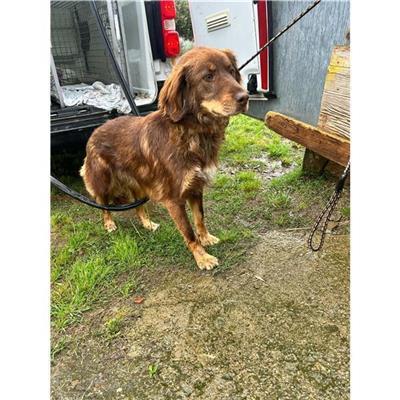 SELARGIUS - Cane - Microchip 380260004584642