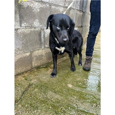 SELARGIUS - Cane - Microchip 380260004627814